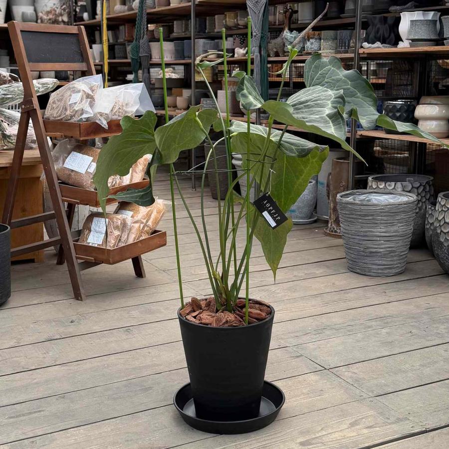 観葉植物：アンスリウム デルタフォース*8号セラアート鉢 受皿付 現品