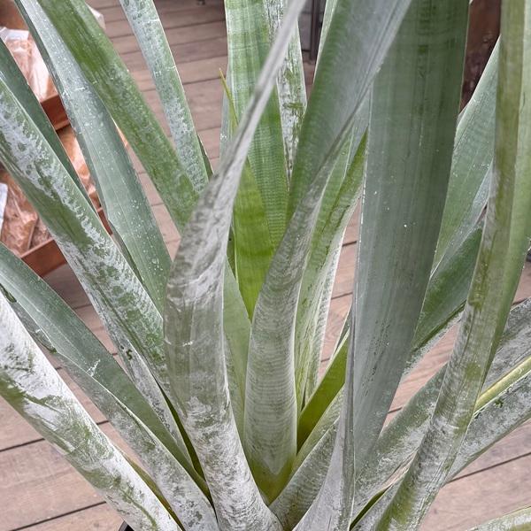 おしゃれ 観葉植物：アナナス アルカンタレア オドラータ*現品をお届け