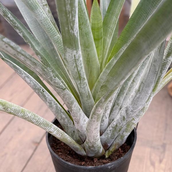 おしゃれ 観葉植物：アナナス アルカンタレア オドラータ*現品をお届け