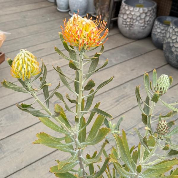 観葉植物 鉢花：リューコスペルマム マディグラスペティ*8号 現品をお
