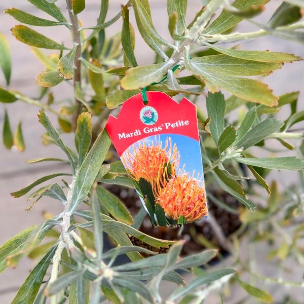 観葉植物 鉢花：リューコスペルマム マディグラスペティ*8号 現品をお