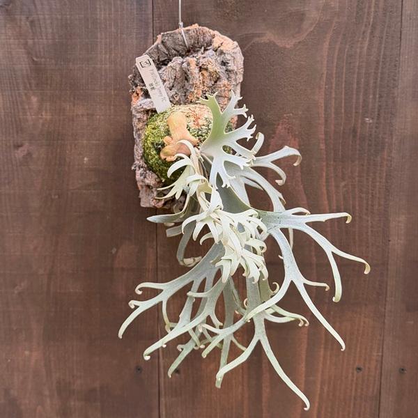 おしゃれ 観葉植物：ウィリンキー ジェニー TC株 コルク付*ビカクシダ