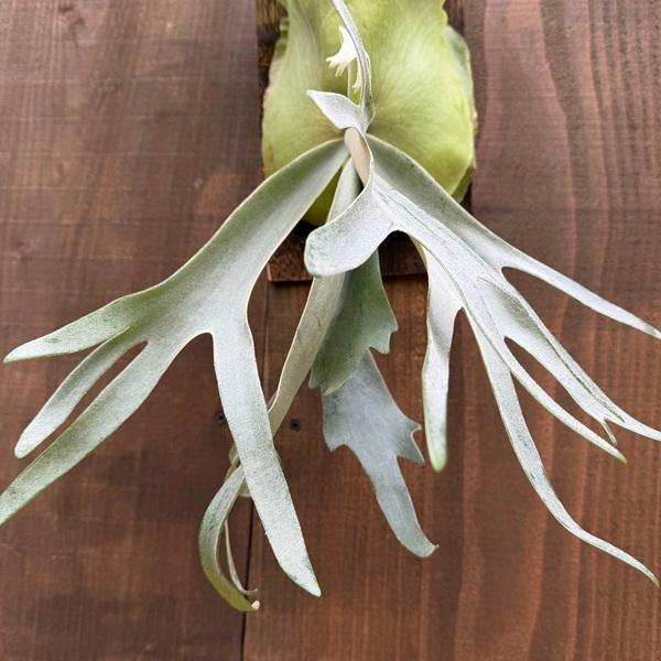 おしゃれ 観葉植物：ウィリンキー イエロームーン SP株 板付け