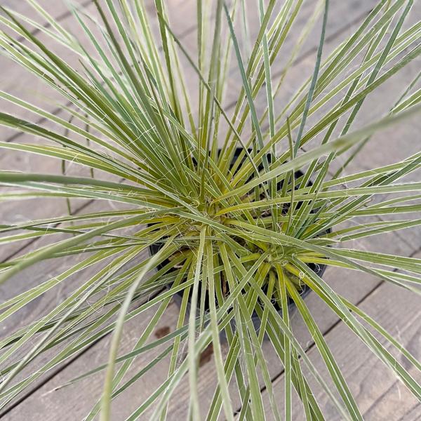 おしゃれ 観葉植物：ユッカ グラウカ*8号 現品をお届け : 遊恵盆栽