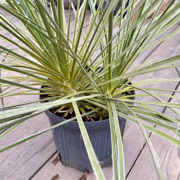 おしゃれ 観葉植物：ユッカ グラウカ*8号 現品をお届け : 遊恵盆栽