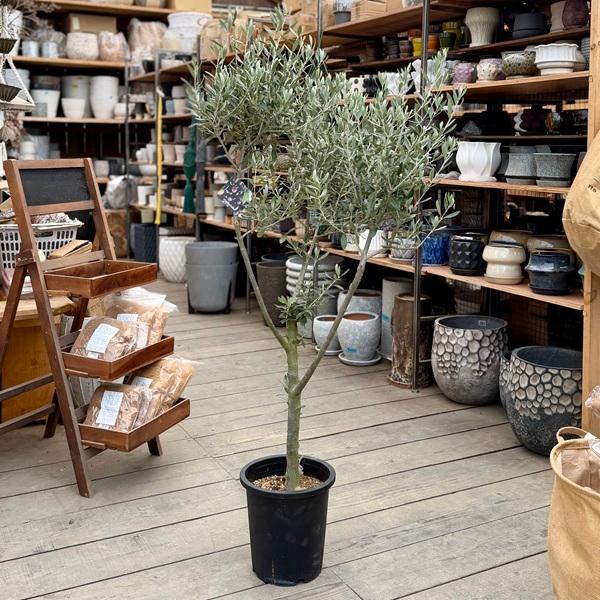 おしゃれ 観葉植物：オリーブの木 シプレッシーノ 8号*現品2 SOUJU 創