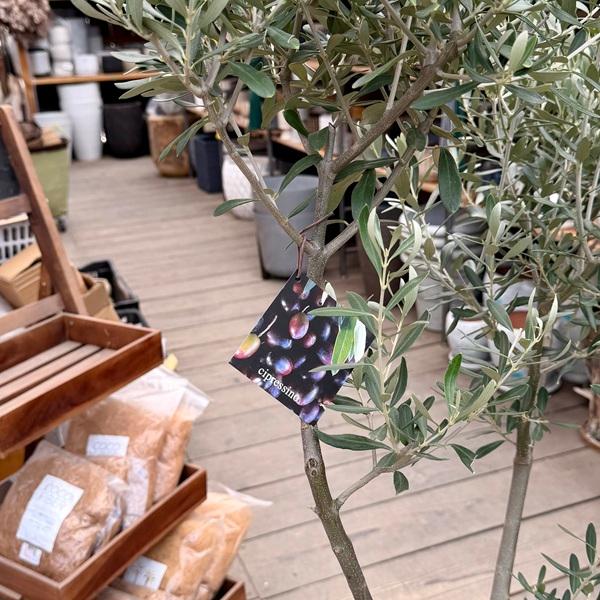 オリーブ　創樹　シプレッシーノ　souju 8号鉢つき　大株❗　② 観葉植物 おりーぶ SOUJU（創樹）ブランド：オリーブの木*3号