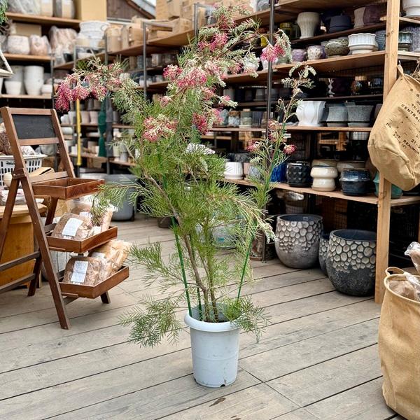 花苗 観葉植物：グレビレア ラナマリー*現品をお届け 大型ヤマト便