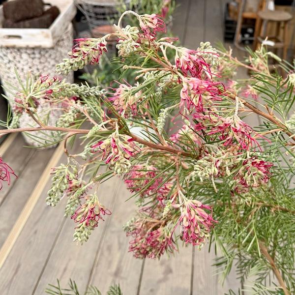 花苗 観葉植物：グレビレア ラナマリー*現品をお届け 大型ヤマト便