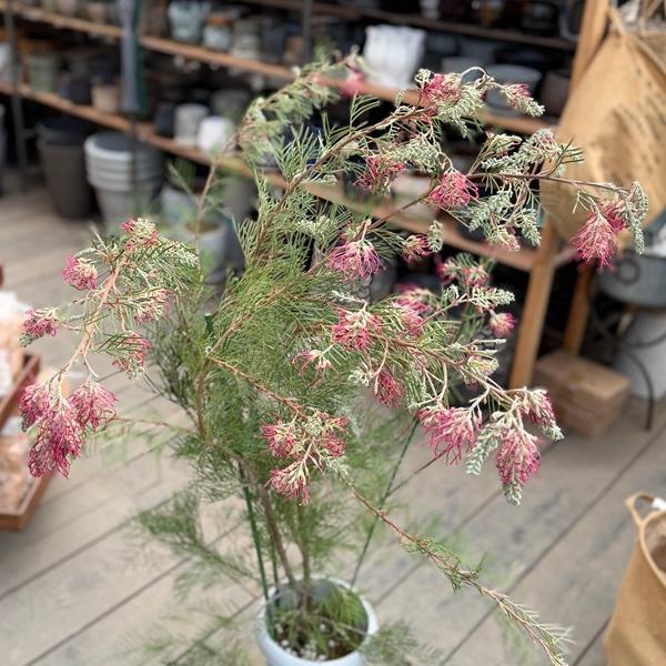花苗 観葉植物：グレビレア ラナマリー*現品をお届け 大型ヤマト便