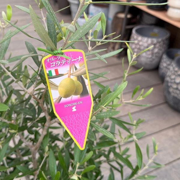 観葉植物 果樹：オリーブの木 コラティーナ*コラチナ Coratina 8号
