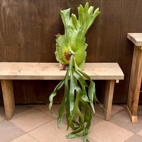 おしゃれ 観葉植物：コウモリラン コロナリウム 板付け*ビカクシダ