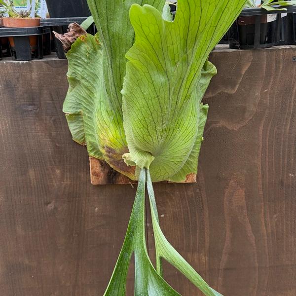 おしゃれ 観葉植物：コウモリラン コロナリウム 板付け*ビカクシダ