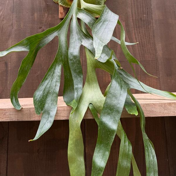 おしゃれ 観葉植物：コウモリラン コロナリウム 板付け*ビカクシダ