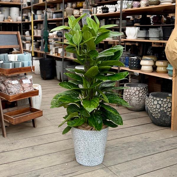 観葉植物：モンステラ ジェイドシャトルコック*選べる鉢カバー 現品を