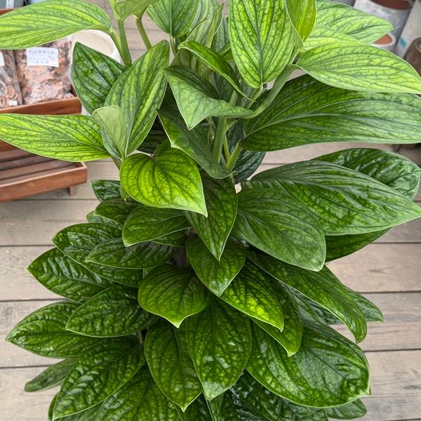 観葉植物：モンステラ ジェイドシャトルコック*選べる鉢カバー 現品を