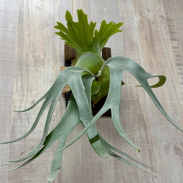 観葉植物：ウィリンキー コットンクラウド 板付け*ビカクシダ コウモリ