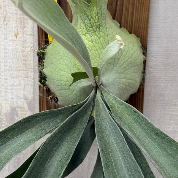 観葉植物：ウィリンキー ペドロタツタ 板付け*ビカクシダ コウモリラン