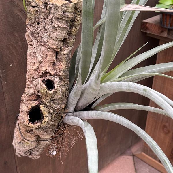 観葉植物 エアープランツ：チランジア フレクオーサパープル×ヒルダエ