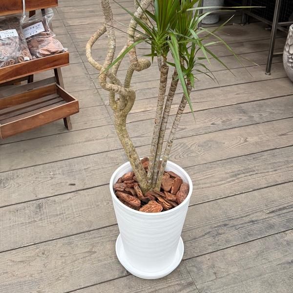 観葉植物 【現品】ドラセナ・コンシンネ “龍” 8号 白鉢 （3）