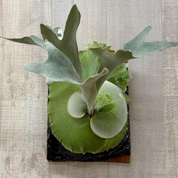 観葉植物：ビカクシダ コウモリラン ギンガ TC 板付け*P. ‘Ginka’ 現品をお届け