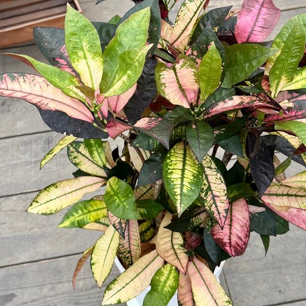 観葉植物：クロトン ミセスアイストン 鉢植え*受皿付 ココヤシ飾り 8号