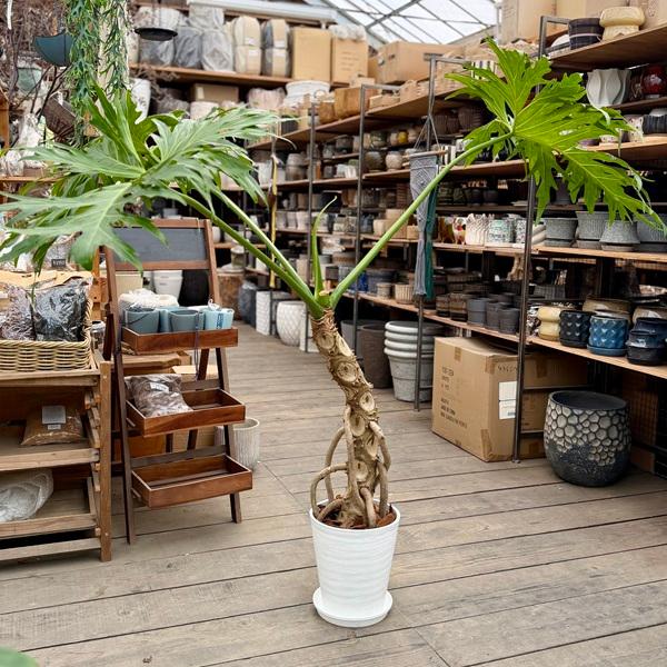 観葉植物：フィロデンドロン セローム 鉢植え 受皿付 バーク飾り*8号セラアート 現品1番 大型佐川便配送