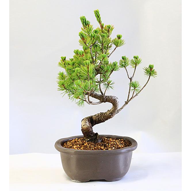 盆栽：五葉松（ウ泥縁付きモッコ鉢）*鉢植え祝い ギフト gift 誕生日祝