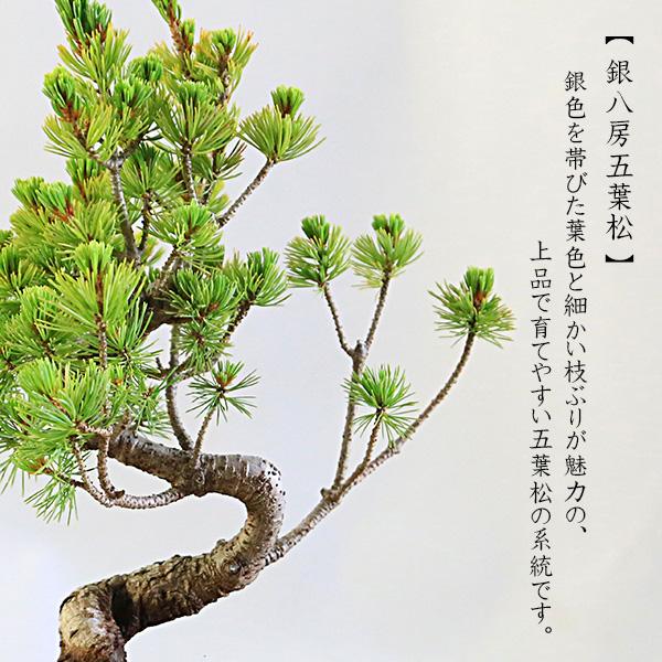 盆栽：五葉松（ウ泥縁付きモッコ鉢）*鉢植え祝い ギフト gift 誕生日祝