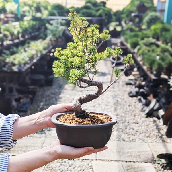 盆栽：五葉松（ウ泥縁付きモッコ鉢）*鉢植え祝い ギフト gift 誕生日祝