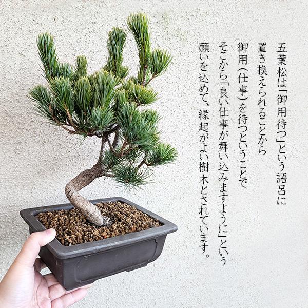盆栽:五葉松(ウ泥長角窓入り縁付鉢)*鉢植え祝い ギフト gift 盆栽:五葉松(ウ泥長角窓入り縁付鉢)*鉢植え祝い ギフト gift