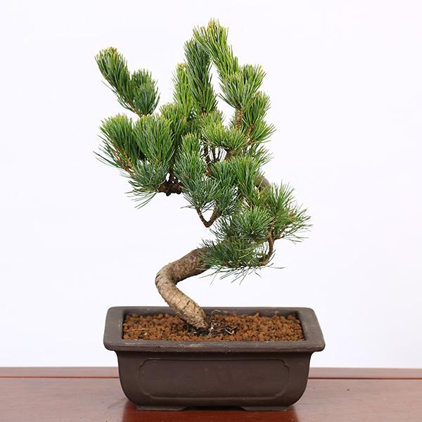 盆栽:五葉松(ウ泥長角窓入り縁付鉢)*鉢植え祝い ギフト gift 盆栽:五葉松(ウ泥長角窓入り縁付鉢)*鉢植え祝い ギフト gift