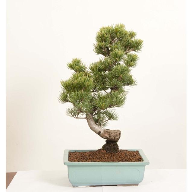 盆栽:五葉松 薄緑釉長方縁付鉢*鉢植え祝い ギフト gift 誕生 盆栽:五葉松 薄緑釉長方縁付鉢*鉢植え祝い ギフト gift 誕生