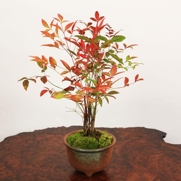 小品盆栽：南天(萬古焼丸鉢）*祝い ギフト gift 誕生日祝 御祝 プレゼントにもbonsai（Yahoo!・遊恵盆栽　Yahoo!店）