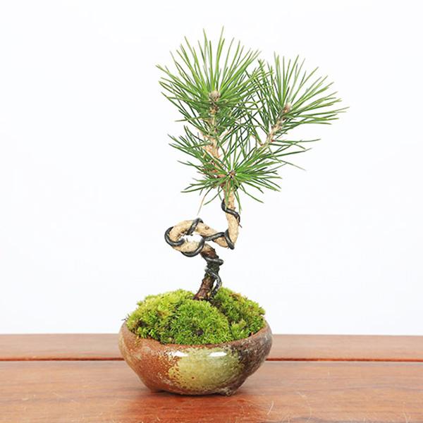 ミニ盆栽：三河黒松（瀬戸焼）*鉢植え 祝い ギフト gift 誕生日祝 御祝