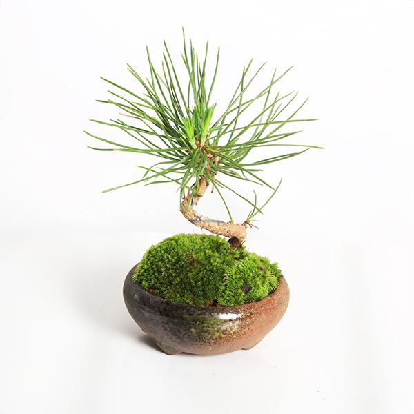敬老の日 プレゼントにもミニ盆栽：三河黒松（瀬戸焼）*鉢植え 祝い