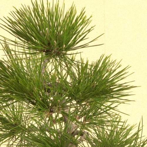 三河盆栽　石付き/寄せ植え　黒松　皐月　盆栽 三河盆栽 石付き/寄せ植え 黒松 皐月 盆栽 三河黒松 約80年 | 雨