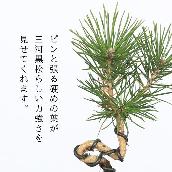 ミニ盆栽：三河黒松（瀬戸焼）*鉢植え 祝い ギフト gift 誕生日祝 御祝