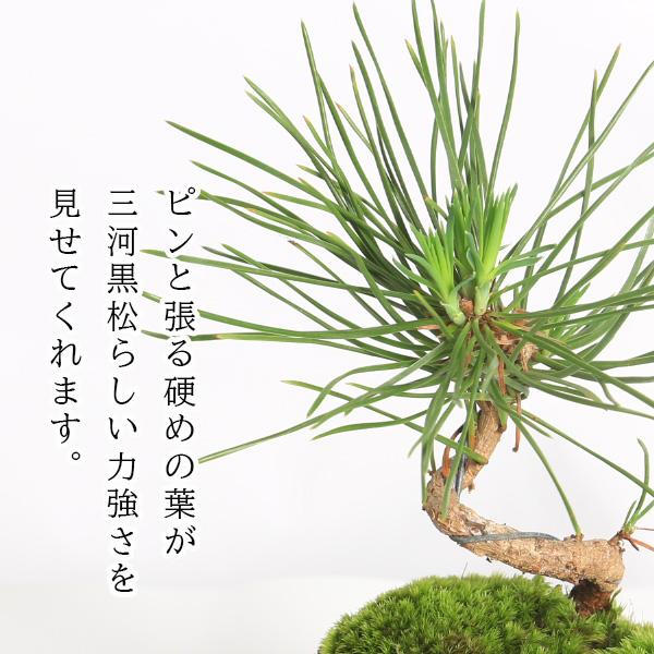 敬老の日 プレゼントにもミニ盆栽：三河黒松（瀬戸焼）*鉢植え 祝い