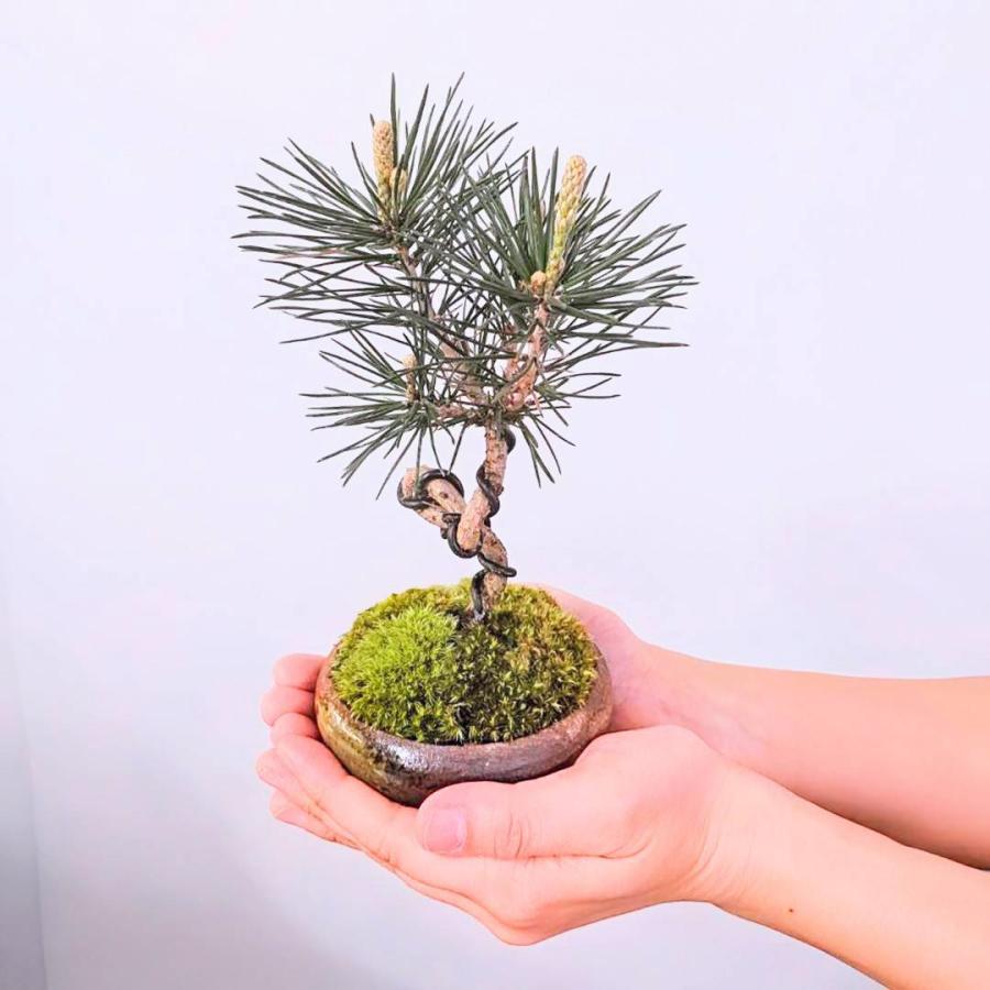 ミニ盆栽：三河黒松（瀬戸焼）*鉢植え 祝い ギフト gift 誕生日祝 御祝