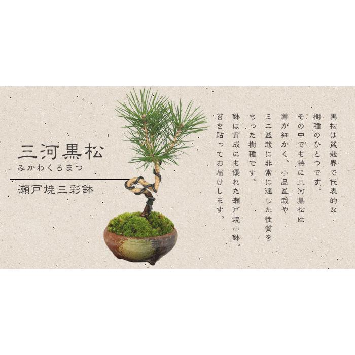 ミニ盆栽：三河黒松（瀬戸焼）*鉢植え 祝い ギフト gift 誕生日祝 御祝