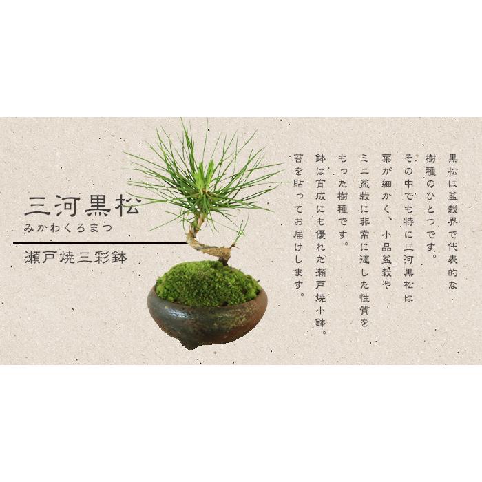 敬老の日 プレゼントにもミニ盆栽：三河黒松（瀬戸焼）*鉢植え 祝い