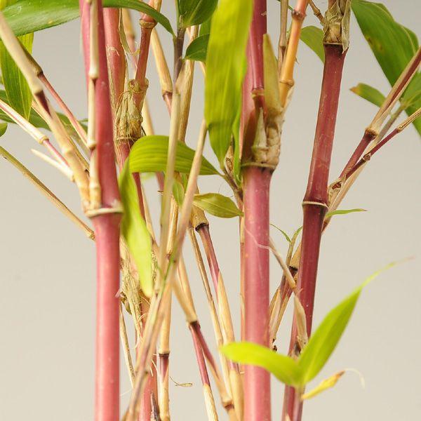 庭木：朱竹（紅寒竹）*白ポット : 遊恵盆栽 Yahoo!店 - 通販