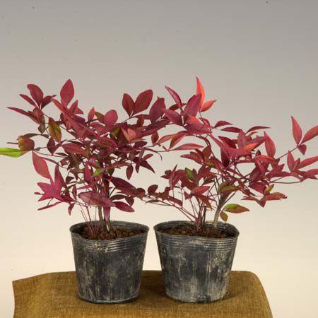 苗：南天 2ケ*ナンテン/なんてん : 遊恵盆栽 Yahoo!店 - 通販 - Yahoo