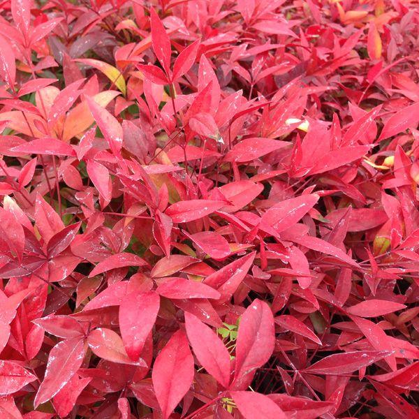 油絵　南天　ナンテン ナンテン(南天) 学名：Nandina domestica 英名: Heavenly bamboo