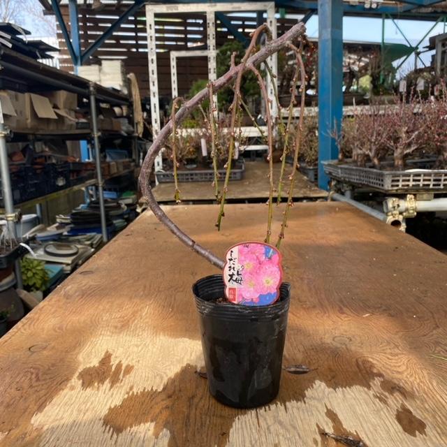 盆栽素材 苗：しだれ梅*花色選べます。 うめ ウメ : 遊恵盆栽 Yahoo!店
