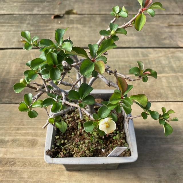 苗：白花長寿梅(大)*しろばなちょうじゅばい : 遊恵盆栽 Yahoo!店