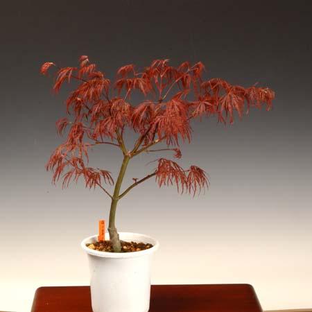 苗：紅しだれもみじ*この美しさは紅葉？違います 新緑です : 遊恵盆栽