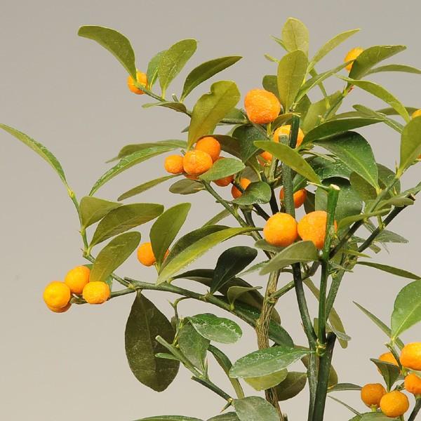 小品盆栽　金豆　キンズ a4af24f85675df3d3c22baf2d85712