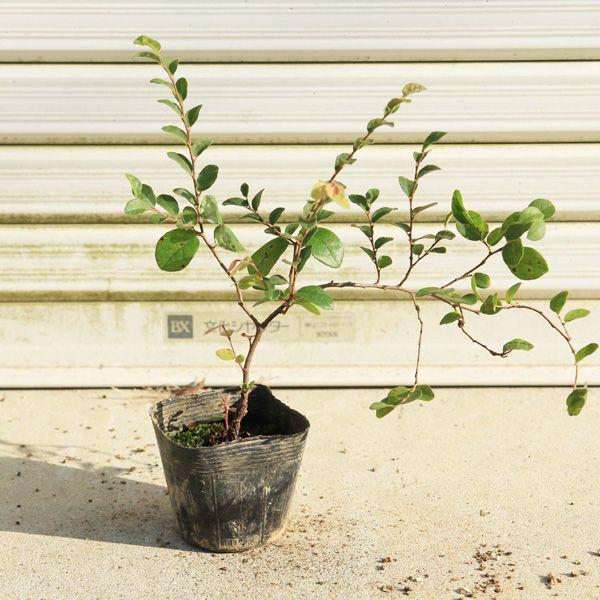 苗 トキワマンサク ときわまんさく 花吹雪 G1179 遊恵盆栽 Yahoo 店 通販 Yahoo ショッピング